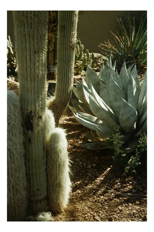 Tablou Canvas, "Cactuși și agave în deșertul arid", Cactus, Agave, Soare, Umbre, Texturi, Desert, Verde, Natural, Peisaj, Arid, 26 x 39 cm