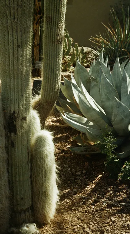 Tablou Canvas, "Cactuși și agave în deșertul arid", Cactus, Agave, Soare, Umbre, Texturi, Desert, Verde, Natural, Peisaj, Arid, 50 x 90 cm – poza 2