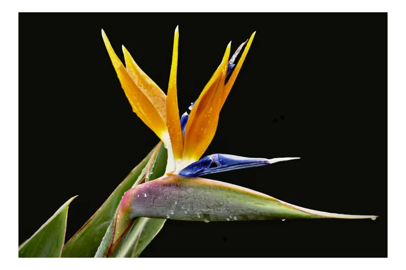 Tablou Canvas, "Pasărea paradisului în floare vibrantă", Pasăre, Paradis, Exotică, Vibrantă, Colorată, Unică, Grațioasă, Elegantă, Delicată, Spectaculoasă, 150 x 100 cm