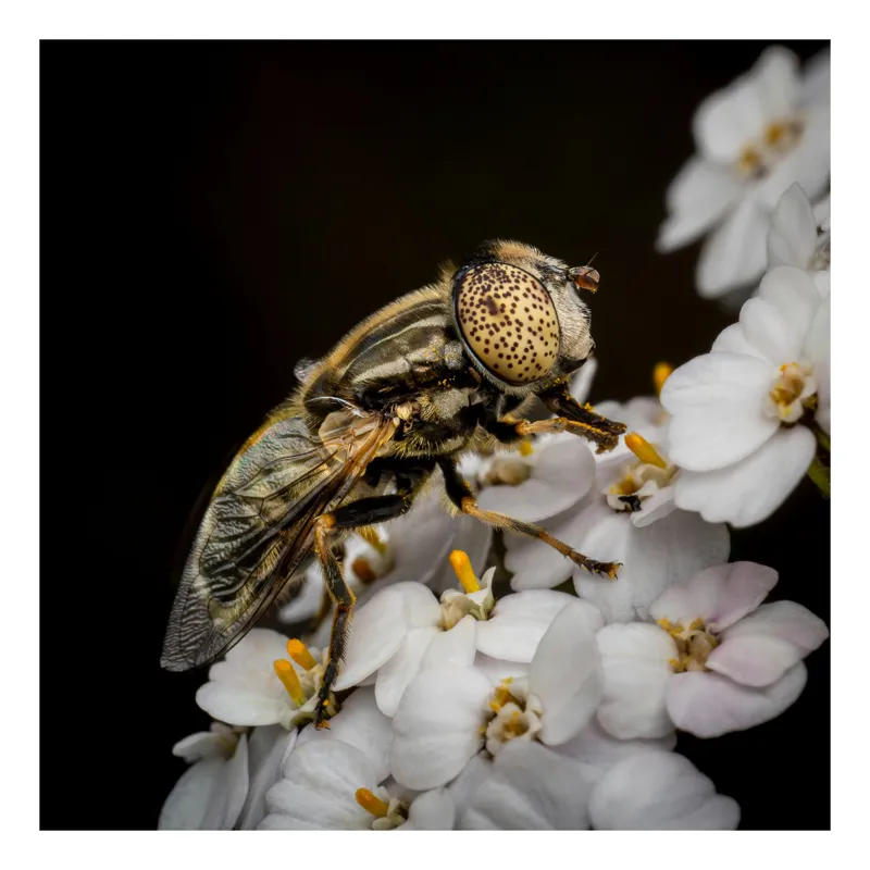 Tablou Canvas, "Albină pe flori albe delicate", Insectă, Ochi, Detaliu, Flori, Natură, Contrast, Textură, Delicat, Microfotografie, Aripi, 70 x 100 cm