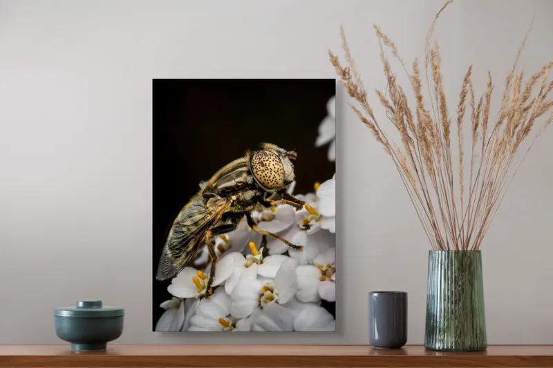 Tablou Canvas, "Albină pe flori albe delicate", Insectă, Ochi, Detaliu, Flori, Natură, Contrast, Textură, Delicat, Microfotografie, Aripi, 39 x 54 cm – poza 3