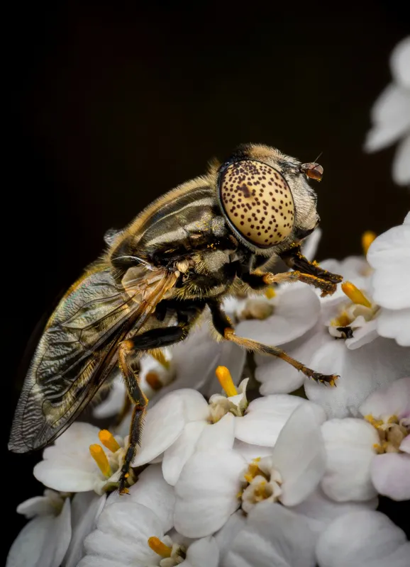 Tablou Canvas, "Albină pe flori albe delicate", Insectă, Ochi, Detaliu, Flori, Natură, Contrast, Textură, Delicat, Microfotografie, Aripi, 39 x 54 cm – poza 2