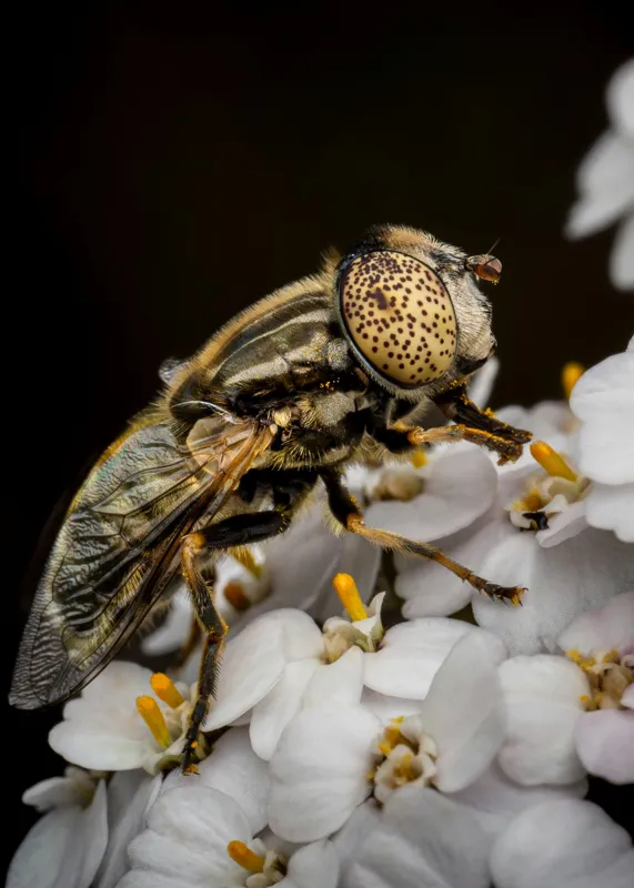 Tablou Canvas, "Albină pe flori albe delicate", Insectă, Ochi, Detaliu, Flori, Natură, Contrast, Textură, Delicat, Microfotografie, Aripi, 50 x 70 cm – poza 2