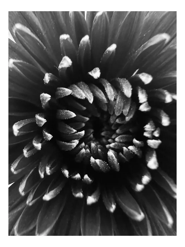 Tablou Canvas, "Simfonia umbrelor florale în alb-negru", Floare, Alb, Negru, Petale, Spirală, Textură, Contrast, Fantezie, Delicatețe, 100 x 100 cm