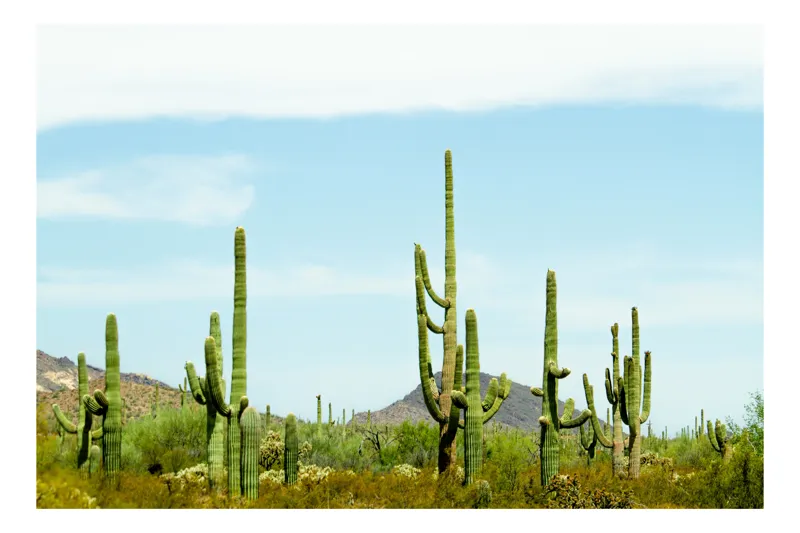 Tablou Canvas, "Cactușii în lumina soarelui deșertic", Cactuși, Deșert, Cer, Vegetație, Munți, 54 x 39 cm