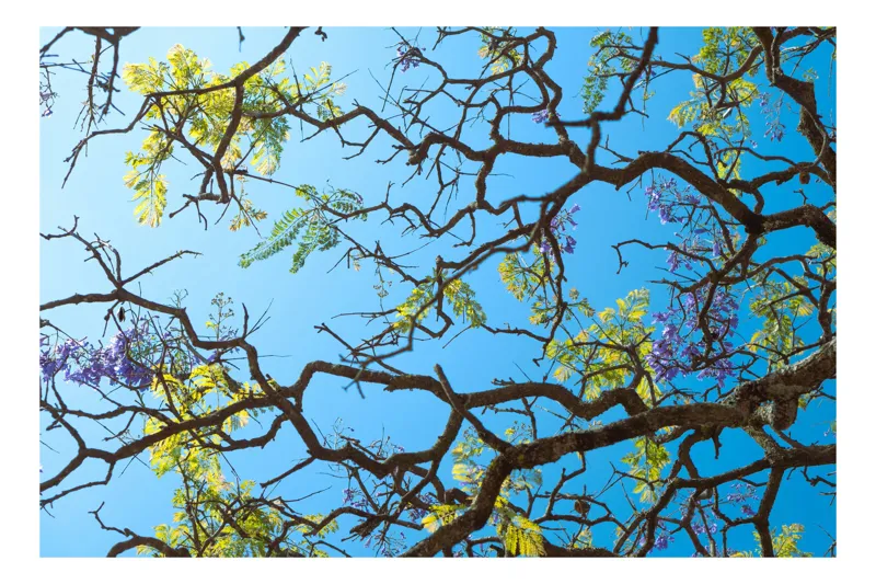 Tablou Canvas, "Frumusețea cerului printre crengi înflorite", Ramuri, Flori, Cer, Albastru, Frunziș, Primăvară, Soare, Natură, Culoare, 100 x 100 cm