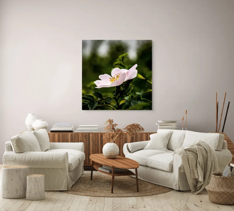 Tablou Canvas, "Trandafir sălbatic în roua dimineții", Floare, Petale, Roz, Frunze, Verde, Natura, Lumina, Detaliu, 100 x 100 cm – poza 3