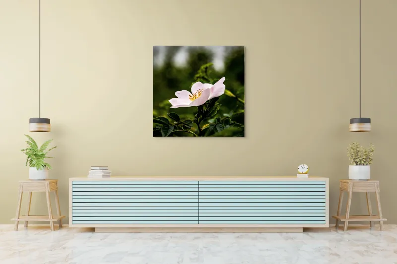 Tablou Canvas, "Trandafir sălbatic în roua dimineții", Floare, Petale, Roz, Frunze, Verde, Natura, Lumina, Detaliu, 100 x 100 cm – poza 5