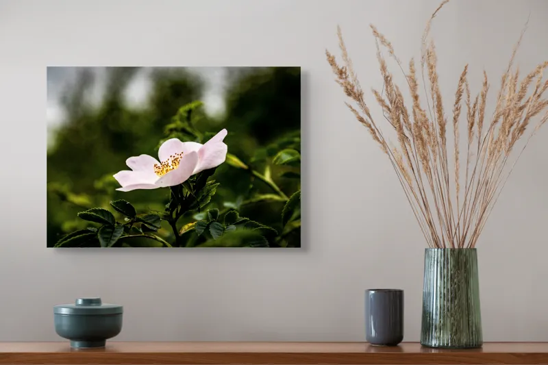 Tablou Canvas, "Trandafir sălbatic în roua dimineții", Floare, Petale, Roz, Frunze, Verde, Natura, Lumina, Detaliu, 54 x 39 cm – poza 4