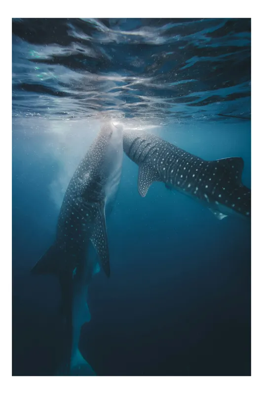 Tablou Canvas, "Dansul subtil al rechinilor balenă", Majestic, Underwater, Gentle, Giants, Ocean, Tranquil, Spotty, Graceful, Swimming, 39 x 54 cm