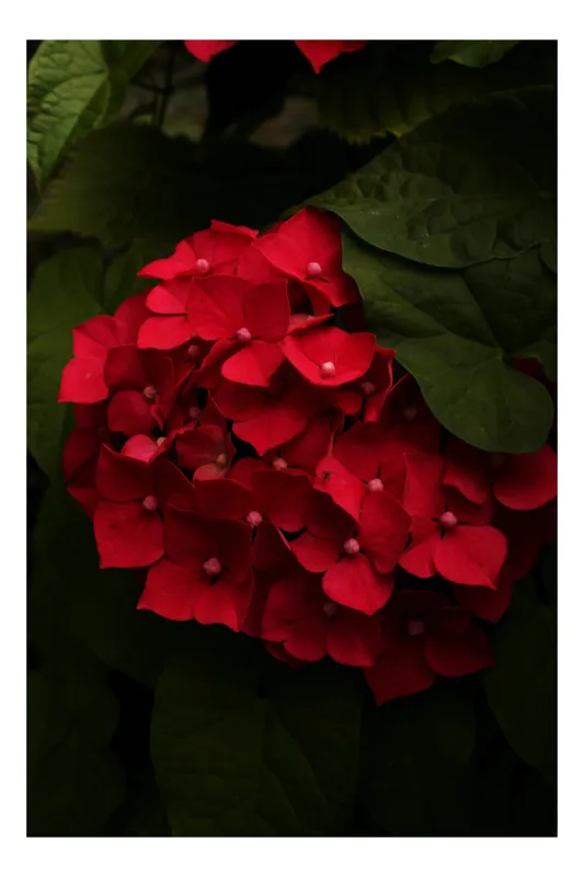 Tablou Canvas, "Buchet de hortensii roșii ascunse", Florale, Vibrație, Roșu, Frunziș, Umbre, Contrast, Textură, Delicat, Natură, Grădină, Întunecat, Misterios, 100 x 150 cm