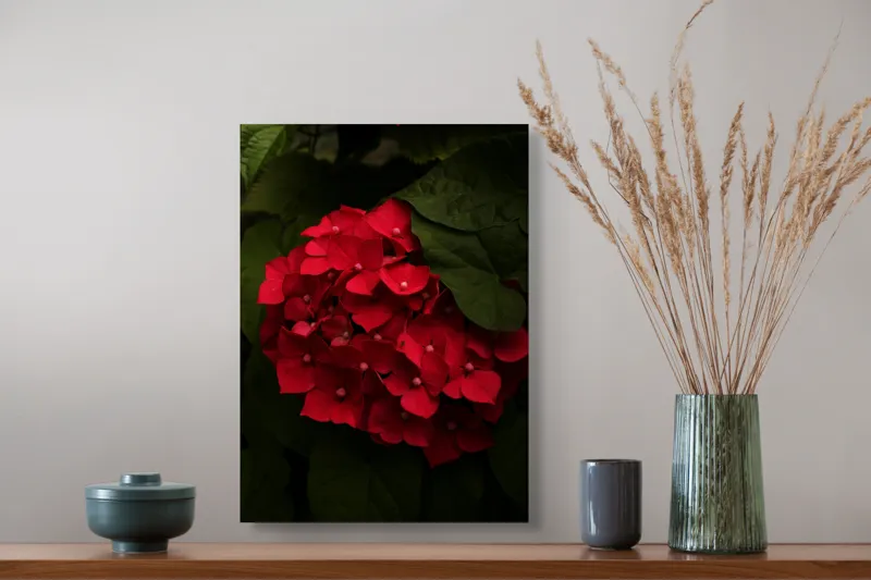 Tablou Canvas, "Buchet de hortensii roșii ascunse", Florale, Vibrație, Roșu, Frunziș, Umbre, Contrast, Textură, Delicat, Natură, Grădină, Întunecat, Misterios, 39 x 54 cm – poza 3