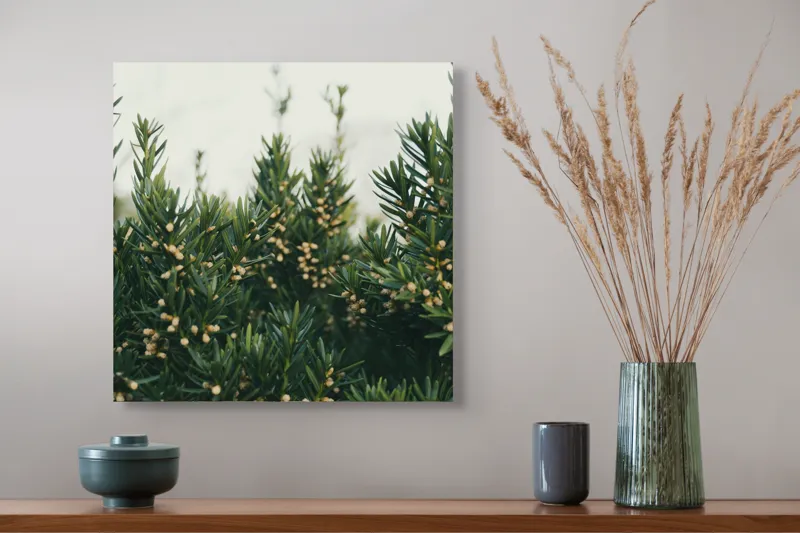Tablou Canvas, "Mugurii misteriosi ai naturii veșnic verzi", Verde, Crenguțe, Muguri, Natural, Vegetație, Densitate, Aproape, 50 x 50 cm – poza 4