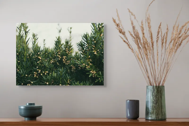 Tablou Canvas, "Mugurii misteriosi ai naturii veșnic verzi", Verde, Crenguțe, Muguri, Natural, Vegetație, Densitate, Aproape, 54 x 39 cm – poza 4