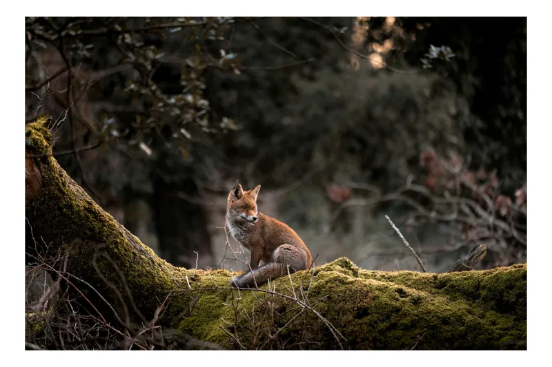 Tablou Canvas, "Vulpea pe trunchi acoperit de mușchi", Fox, Moss, Forest, Tranquil, Nature, Branches, Wildlife, Greenery, 39 x 26 cm