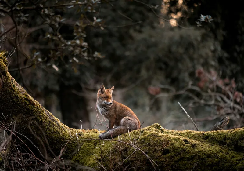 Tablou Canvas, "Vulpea pe trunchi acoperit de mușchi", Fox, Moss, Forest, Tranquil, Nature, Branches, Wildlife, Greenery, 100 x 70 cm – poza 2