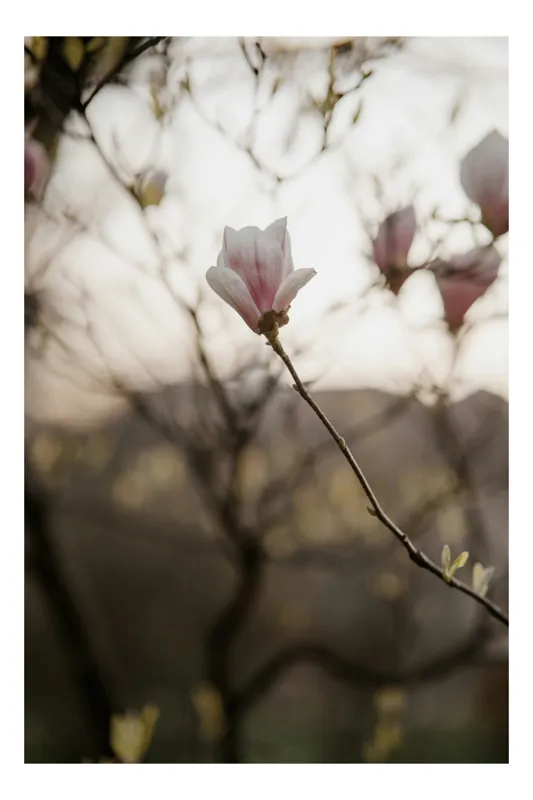 Tablou Canvas, "Magnolie solitară în amurgul primăverii", Floare, Magnolia, Ramură, Primăvară, Blândețe, Natură, Claritate, Lumină, Simplitate, Eleganță, 39 x 54 cm