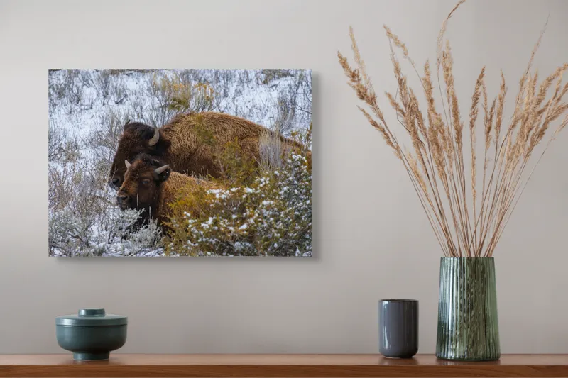 Tablou Canvas, "Zimbri ascunși în peisajul de iarnă", Zăpadă, Bizoni, Iarnă, Tufișuri, Peisaj, Blană, Coarne, Natură, Serenitate, Vegetație., 54 x 39 cm – poza 4