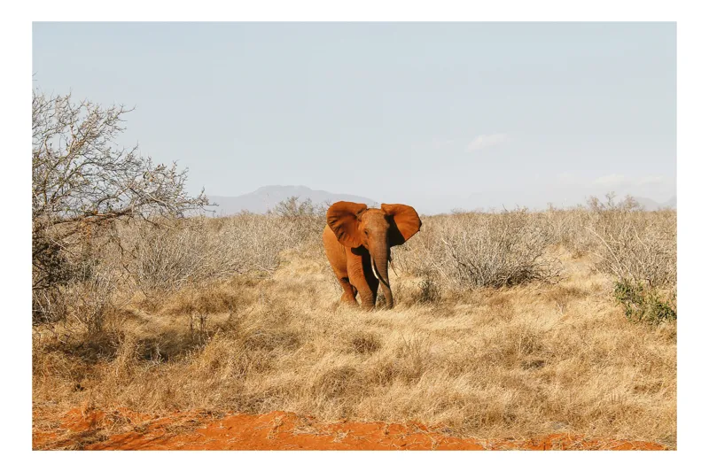 Tablou Canvas, "Elefant singuratic în savana africană", Elefant, Savana, Uscat, Tufișuri, Cer, Arbori, Singur, Peisaj, Africa, 90 x 50 cm