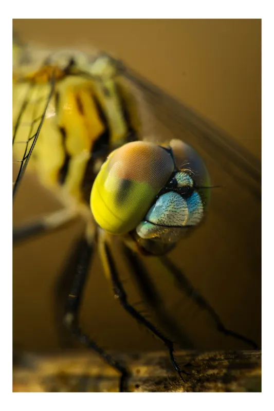 Tablou Canvas, "Libelula colorată în lumină aurie", Dragonfly, Eye, Details, Macro, Nature, Insect, Close-up, Wings, 100 x 100 cm