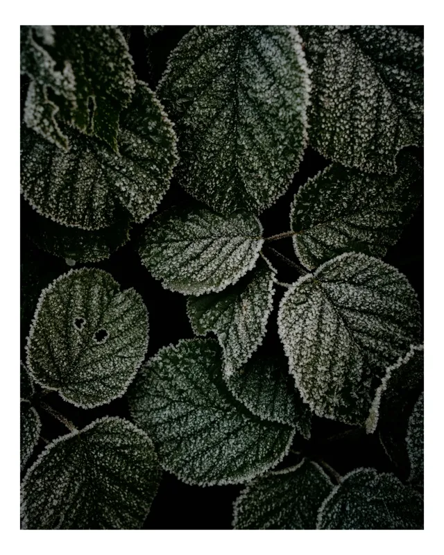 Tablou Canvas, "Frunzele înghețate ale dimineții", Frunze, Gheață, Fin, Textură, Verde, Rece, Natură, Îngheț, Întunecat, Detaliu, 50 x 50 cm