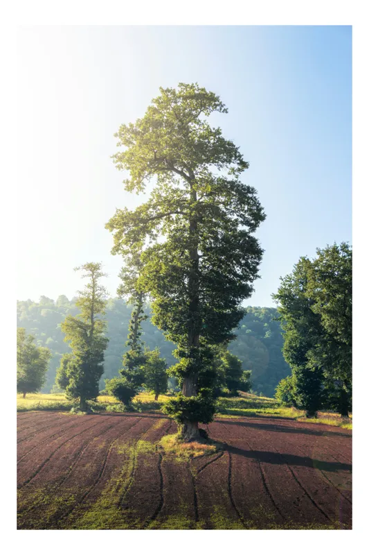 Tablou Canvas, "Armonia naturii sub cer senin", Arbore, Soare, Câmp, Verdeață, Cer, Răsărit, Pământ, Natură, Peisaj, Liniște, 70 x 100 cm
