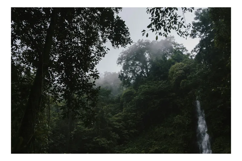 Tablou Canvas, "Cascada și liniștea pădurii tropicale", Natură, Pădure, Cascade, Ceață, Vegetație, Liniște, Sălbăticie, Verdeață, Umiditate, 50 x 50 cm