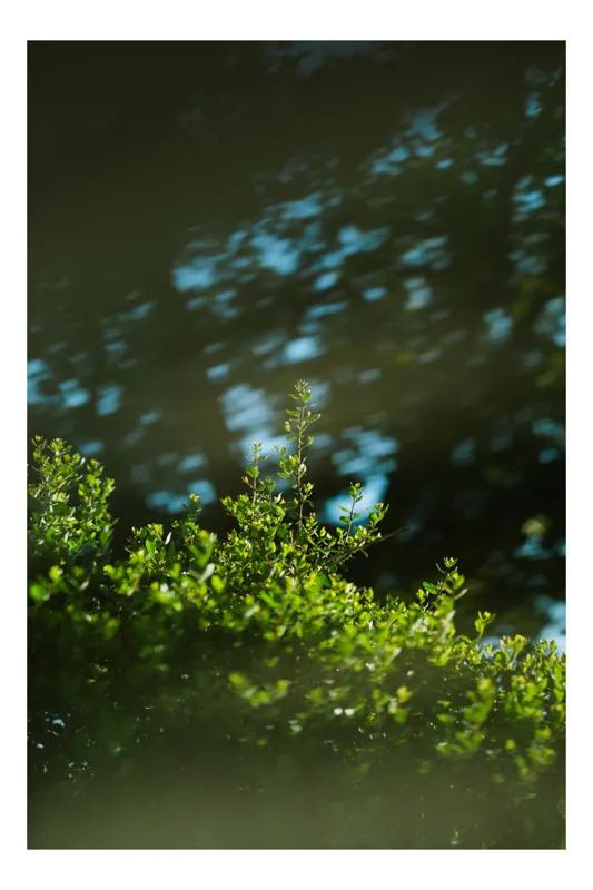 Tablou Canvas, "Lumina soarelui prin frunziș verde", Verde, Frunziș, Umbre, Răcoare, Natură, Lumină, Calm, Seninătate, 50 x 70 cm