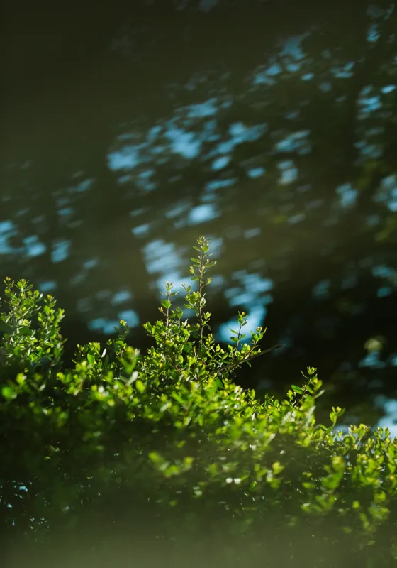Tablou Canvas, "Lumina soarelui prin frunziș verde", Verde, Frunziș, Umbre, Răcoare, Natură, Lumină, Calm, Seninătate, 70 x 100 cm – poza 2