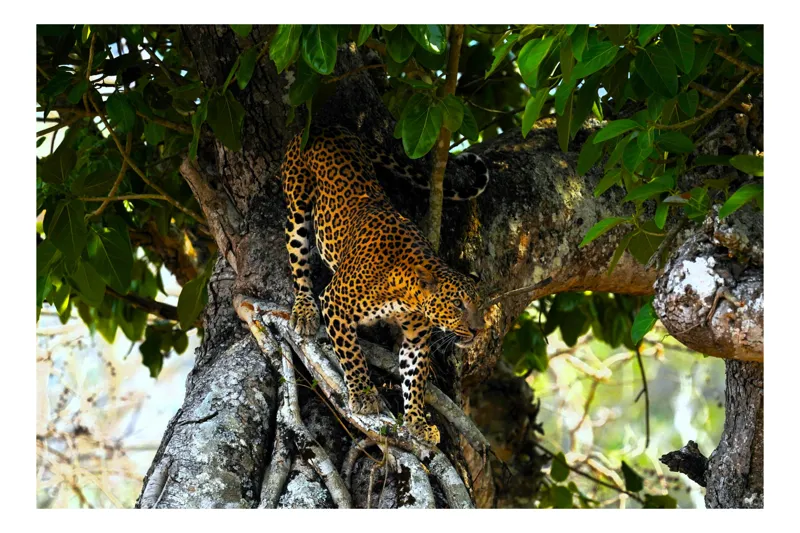 Tablou Canvas, "Leopard în așteptarea prăzii în copac", Leopard, Arbore, Camuflaj, Natură, Frunziș, Agilitate, Prădător, Ramură, Vegetație, Eleganță, 70 x 50 cm