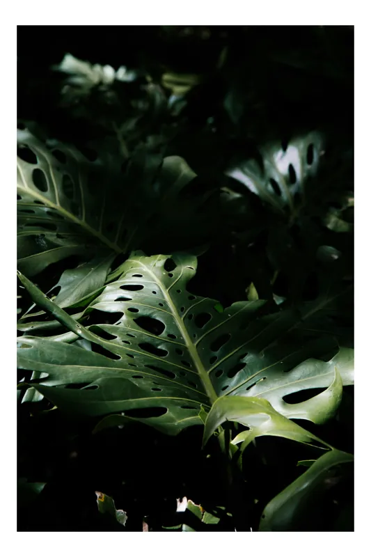 Tablou Canvas, "Lumina misterelor din junglă întunecată", Frunze, Verde, Umbre, Natură, Luxuriant, Textură, Lumină, Plante, Tropic, Strălucire, 50 x 70 cm