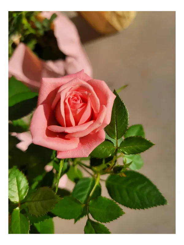 Tablou Canvas, "Trandafirul culorilor delicate ale iubirii", Frumusețe, Delicatețe, Roz, Petale, Frunză, Natură, Prospețime, Grădină, Eleganță, Simplitate, 50 x 70 cm