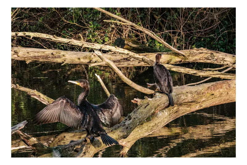 Tablou Canvas, "Cormorani pe trunchi de copac inundat", Cormorani, Ramuri, Apă, Reflecții, Natură, Aripi, Păsări, Peisaj., 100 x 70 cm