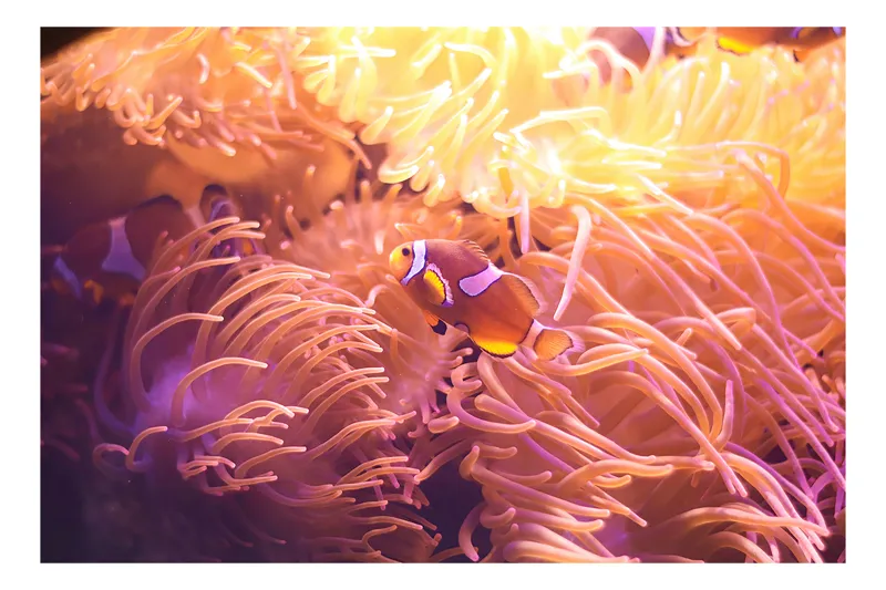 Tablou Canvas, "Clovn printre tentaculele anemonelor vii", Corali, Pești, Anemone, Subacvatic, Colorat, Vibrant, Acvatic, Oceanic, 70 x 50 cm