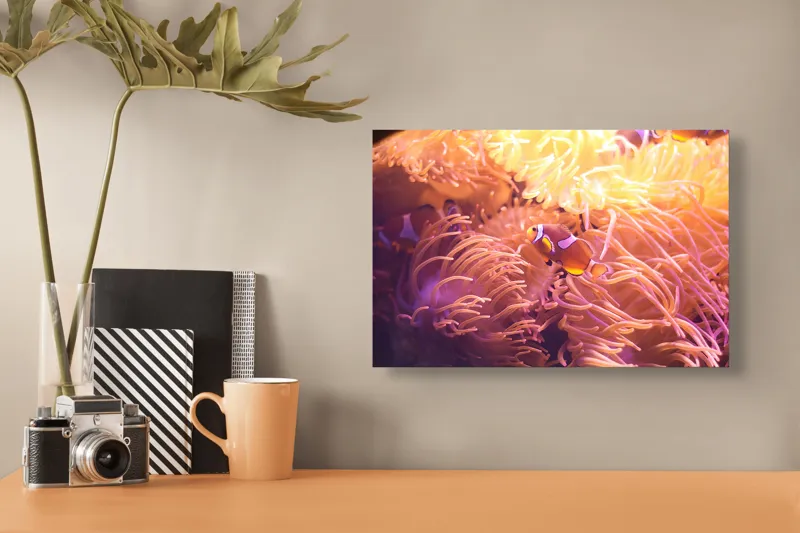 Tablou Canvas, "Clovn printre tentaculele anemonelor vii", Corali, Pești, Anemone, Subacvatic, Colorat, Vibrant, Acvatic, Oceanic, 39 x 26 cm – poza 3