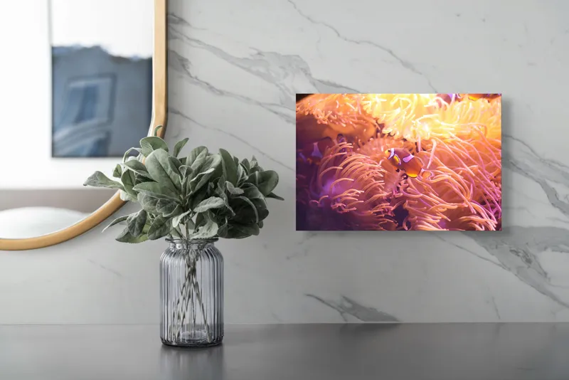 Tablou Canvas, "Clovn printre tentaculele anemonelor vii", Corali, Pești, Anemone, Subacvatic, Colorat, Vibrant, Acvatic, Oceanic, 39 x 26 cm – poza 5
