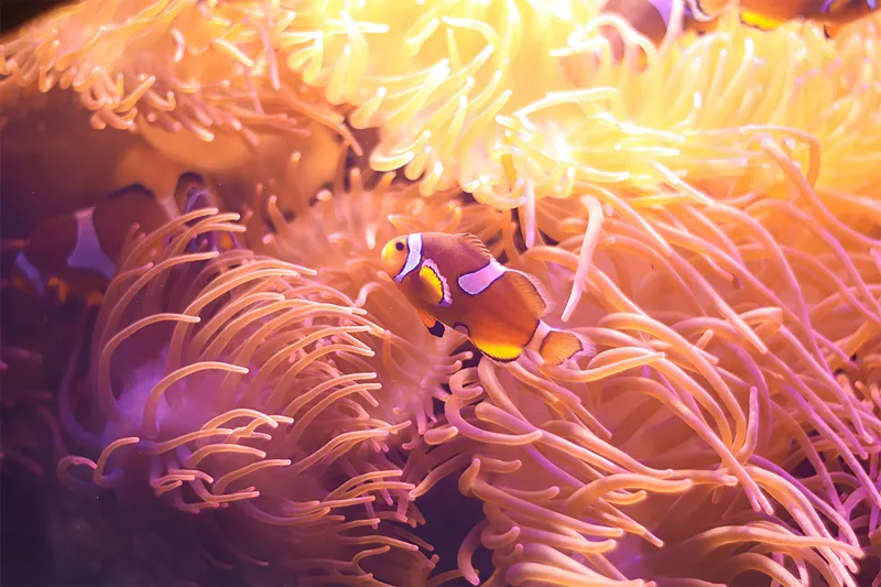 Tablou Canvas, "Clovn printre tentaculele anemonelor vii", Corali, Pești, Anemone, Subacvatic, Colorat, Vibrant, Acvatic, Oceanic, 39 x 26 cm – poza 2