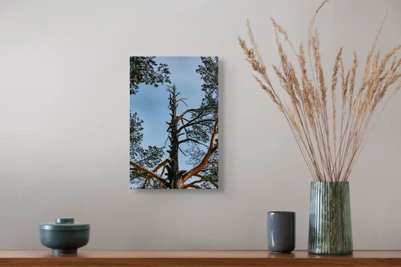 Tablou Canvas, "Arborele solitar al cerului albastru", Pin, Cer, Ramuri, Natura, Inaltime, Lumina, Frumusete, Peisaj., 26 x 39 cm – poza 5