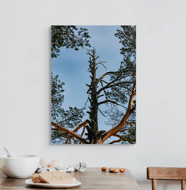 Tablou Canvas, "Arborele solitar al cerului albastru", Pin, Cer, Ramuri, Natura, Inaltime, Lumina, Frumusete, Peisaj., 50 x 70 cm – poza 3