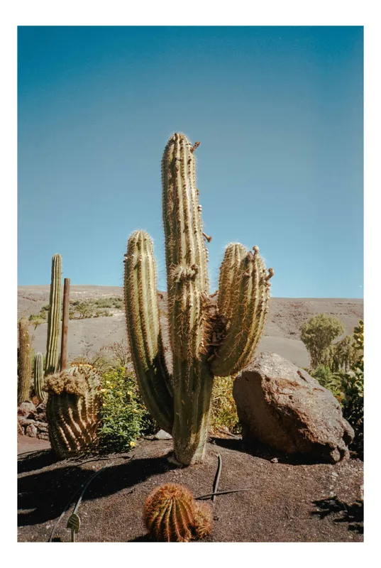 Tablou Canvas, "Cactuși sub cer senin", Cactus, Cer, Pământ, Stânci, Vegetație, Soare, Peisaj, Deșert, 70 x 100 cm