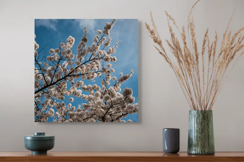 Tablou Canvas, "Flori de cireș sub cer senin", Cer, Flori, Ramuri, Primăvară, Nori, Albastru, Natură, Delicatețe, 50 x 50 cm – poza 4