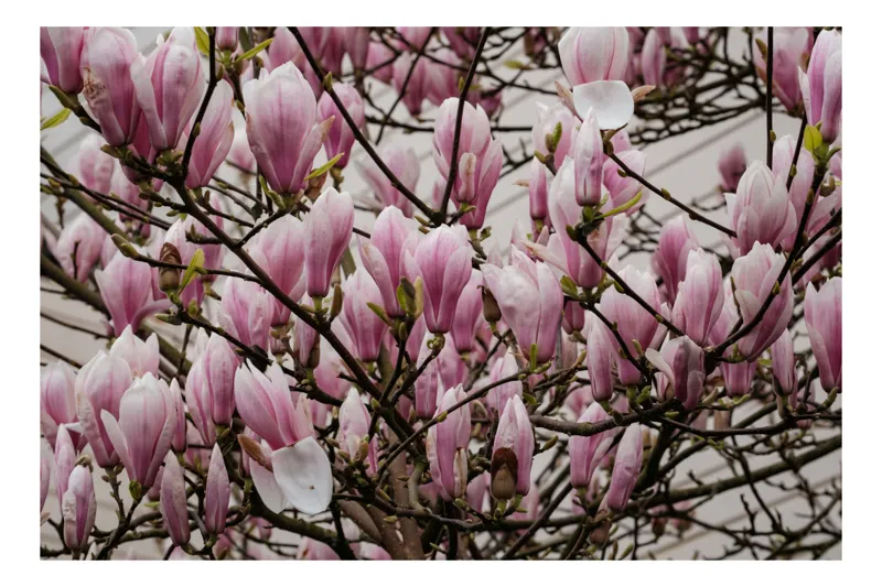 Tablou Canvas, "Magnolii în floare la început de primăvară", Magnolii, Roz, Flori, Primăvară, Ramuri, Delicatețe, Natură, Petale, Frumusețe, Vechi, Grădină, Muguri, 150 x 100 cm