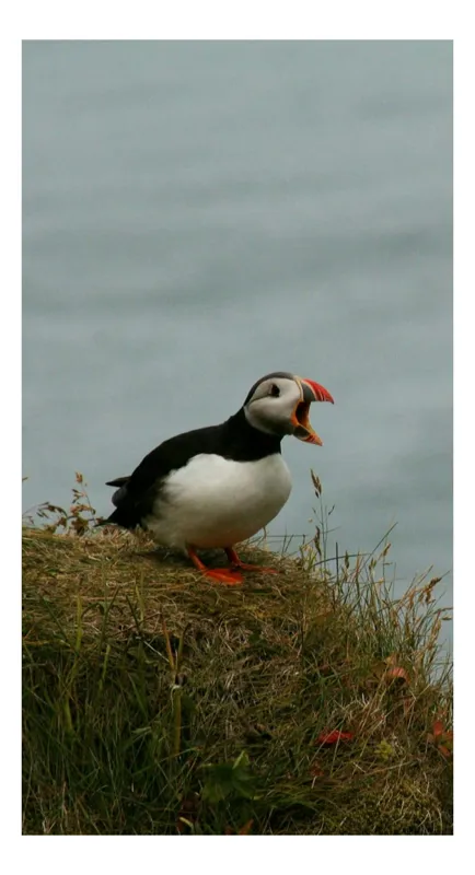 Tablou Canvas, "Puffin pe marginea stâncii nordice", Puffin, Ocean, Cliff, Grass, Beak, Wildlife, Nature, Wing, Feathers, Overcast, 50 x 50 cm