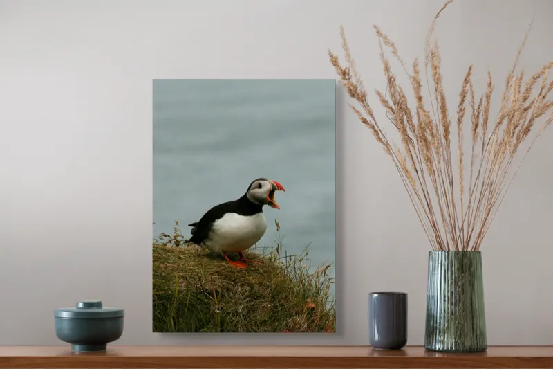 Tablou Canvas, "Puffin pe marginea stâncii nordice", Puffin, Ocean, Cliff, Grass, Beak, Wildlife, Nature, Wing, Feathers, Overcast, 39 x 54 cm – poza 3