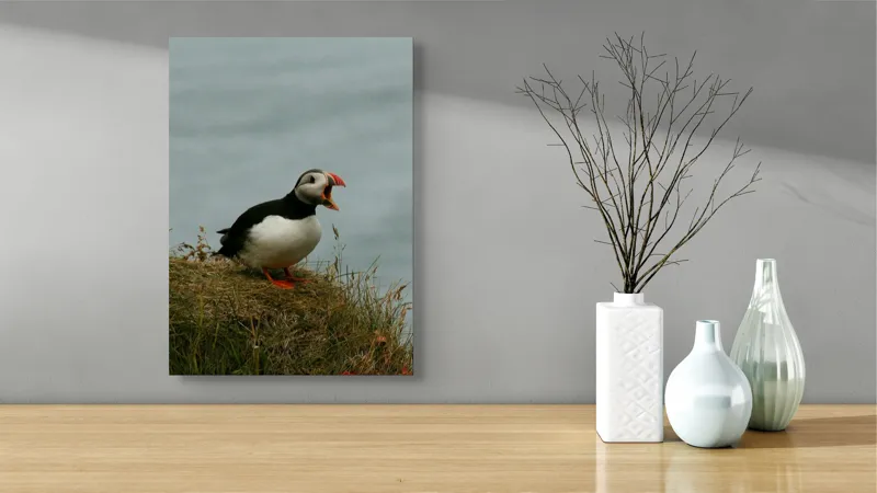 Tablou Canvas, "Puffin pe marginea stâncii nordice", Puffin, Ocean, Cliff, Grass, Beak, Wildlife, Nature, Wing, Feathers, Overcast, 39 x 54 cm – poza 4