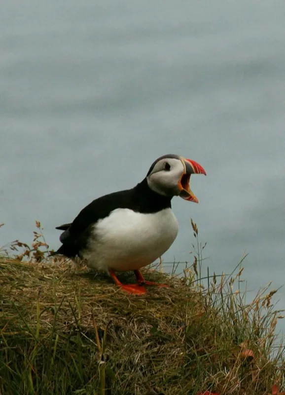 Tablou Canvas, "Puffin pe marginea stâncii nordice", Puffin, Ocean, Cliff, Grass, Beak, Wildlife, Nature, Wing, Feathers, Overcast, 39 x 54 cm – poza 2
