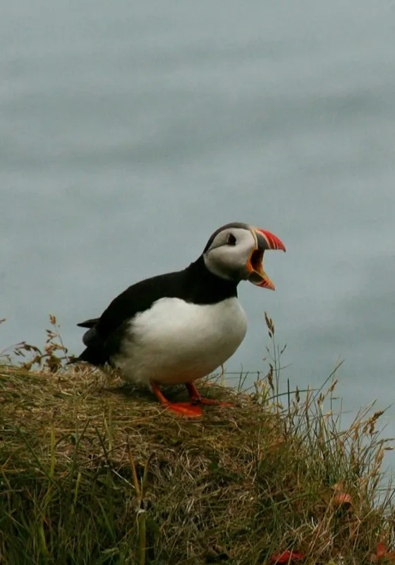 Tablou Canvas, "Puffin pe marginea stâncii nordice", Puffin, Ocean, Cliff, Grass, Beak, Wildlife, Nature, Wing, Feathers, Overcast, 70 x 100 cm – poza 2