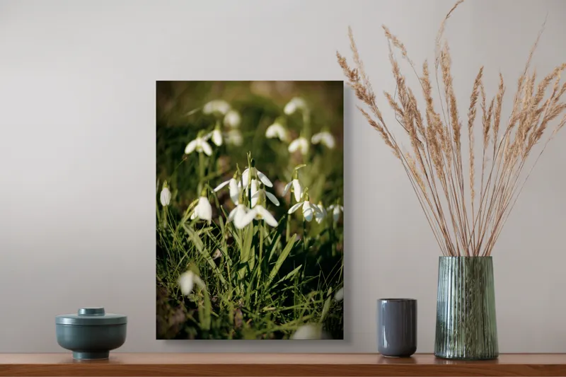 Tablou Canvas, "Vestitorii primăverii în lumina blândă", Flori, Gingășie, Primăvară, Alb, Natură, Verde, Delicatețe, Prospețime, Pădure, Răcoare, 39 x 54 cm – poza 3