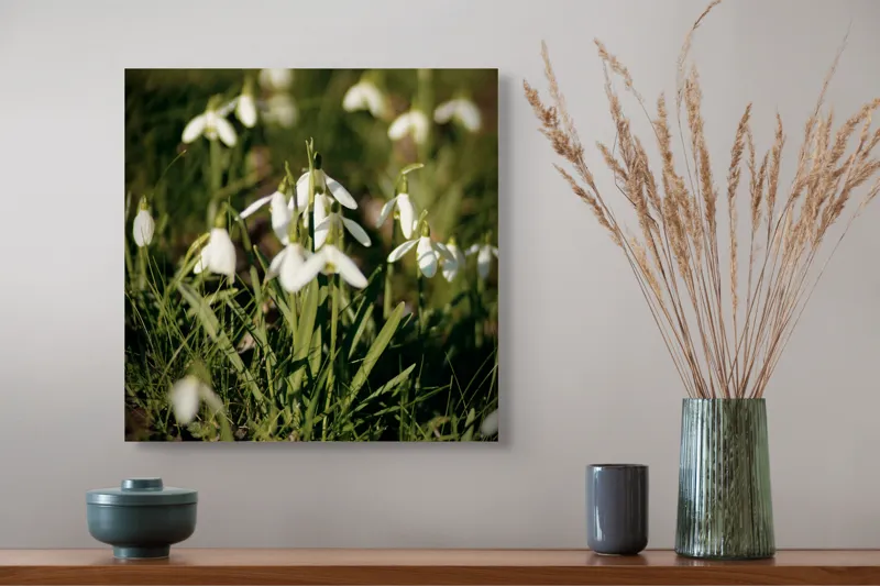 Tablou Canvas, "Vestitorii primăverii în lumina blândă", Flori, Gingășie, Primăvară, Alb, Natură, Verde, Delicatețe, Prospețime, Pădure, Răcoare, 50 x 50 cm – poza 4