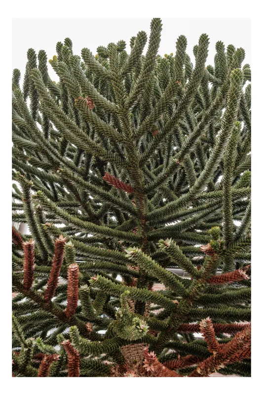 Tablou Canvas, "Arborele cu ramuri misterioase și dense", Conifer, Unic, Dens, Verde, Întortocheat, Exotic, Ramuri, Texturat, 39 x 54 cm